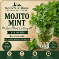 Mojito Mint Cutting (Mentha × villosa) - Live Herb Plant Starter