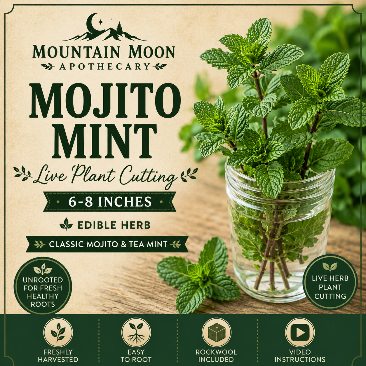 Mojito Mint Cutting (Mentha × villosa) - Live Herb Plant Starter
