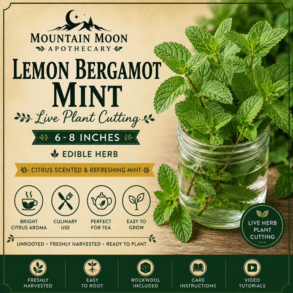 Lemon Bergamot Mint Cutting (Mentha × piperita f. citrata 'Lemon') - Live Herb Plant Starter