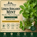 Lemon Bergamot Mint Cutting (Mentha × piperita f. citrata 'Lemon') - Live Herb Plant Starter