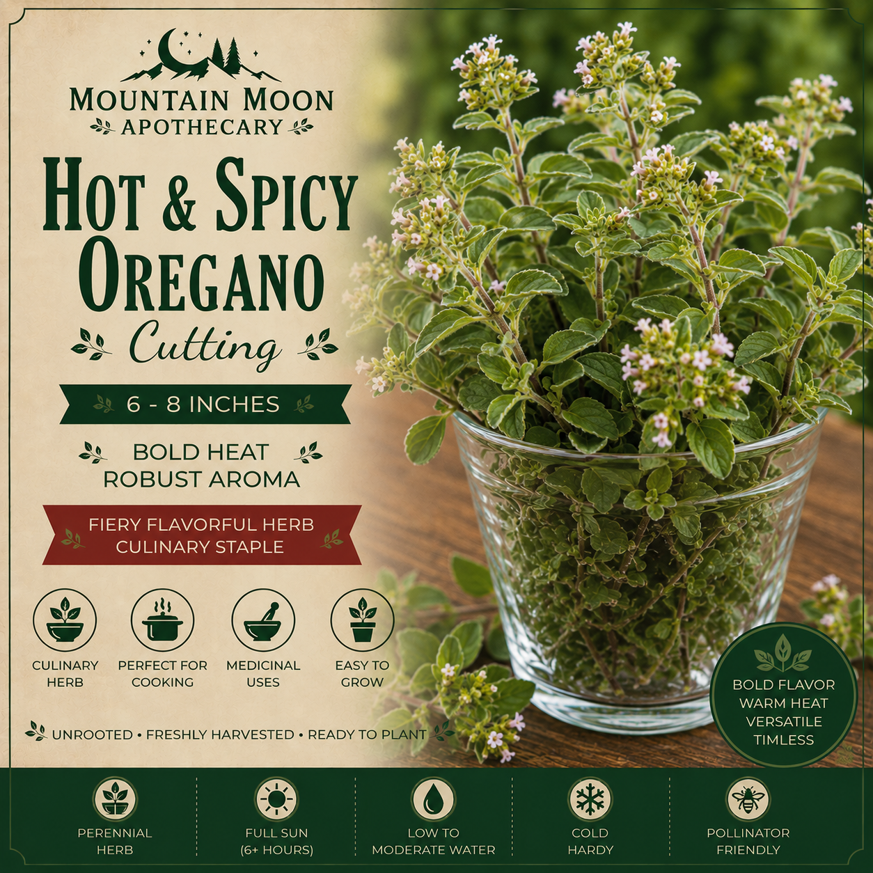 Hot & Spicy Oregano Cutting (Origanum vulgare 'Hot & Spicy') - Live Herb Plant Starter