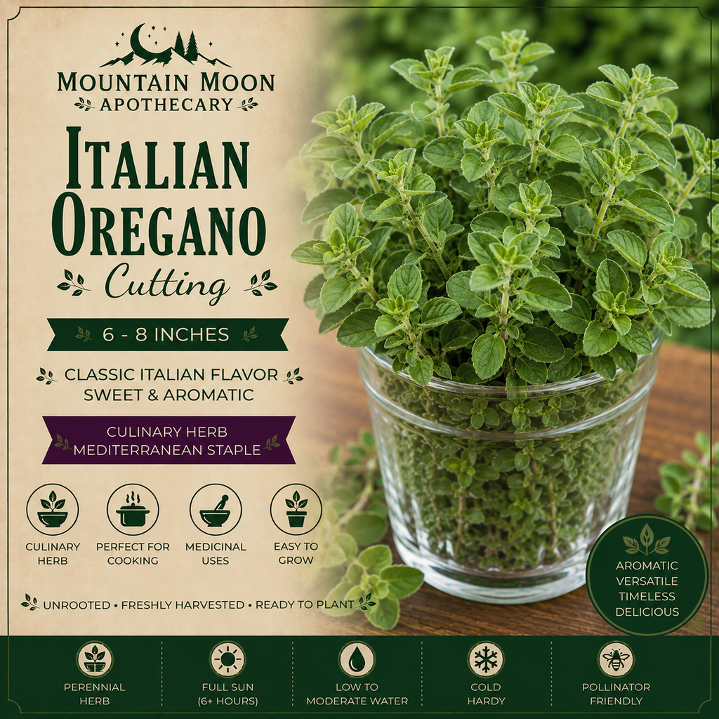 Italian Oregano Cutting (Origanum × majoricum) - Live Herb Plant Starter