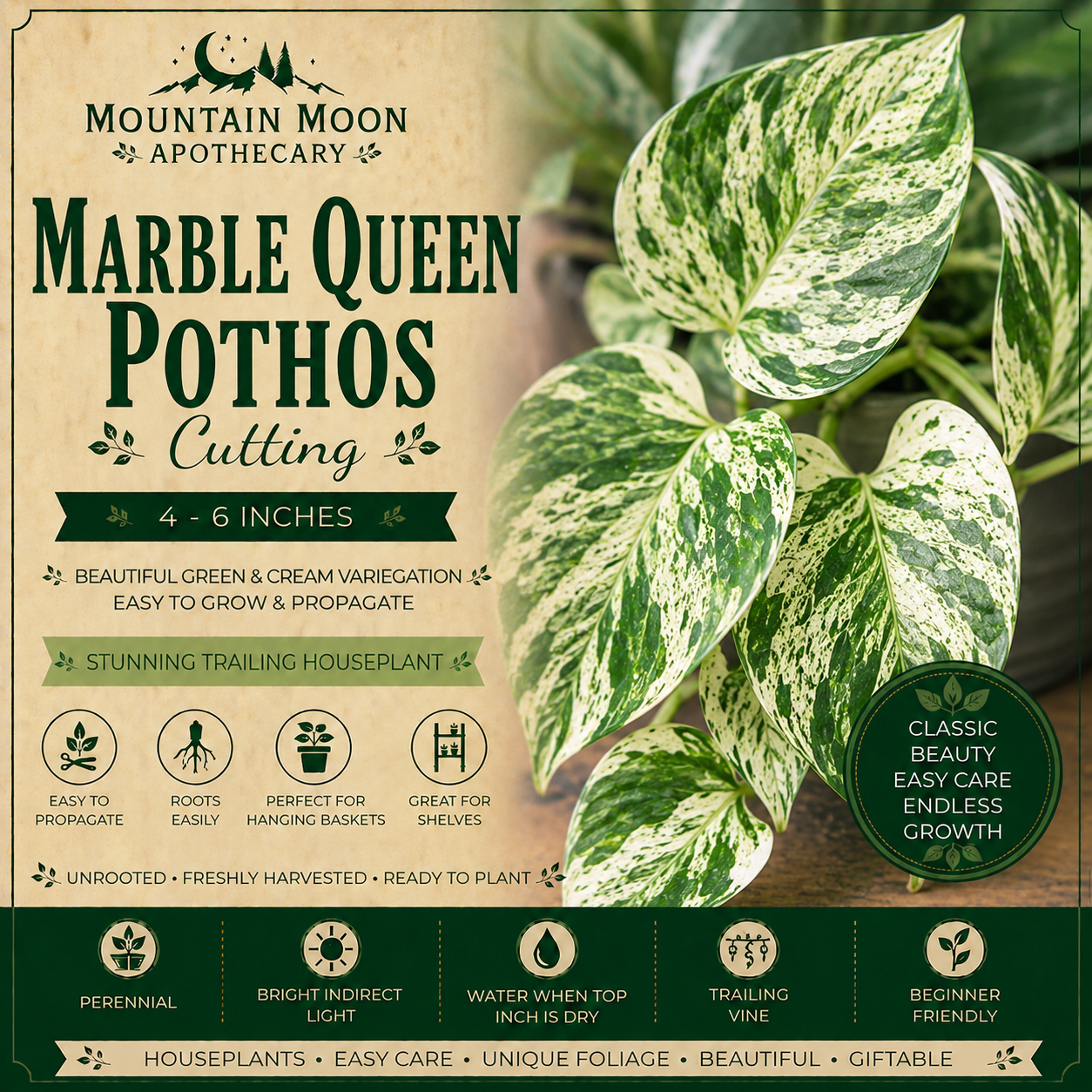 Marble Queen Pothos Cutting | Epipremnum aureum | Mountain Moon Apothecary