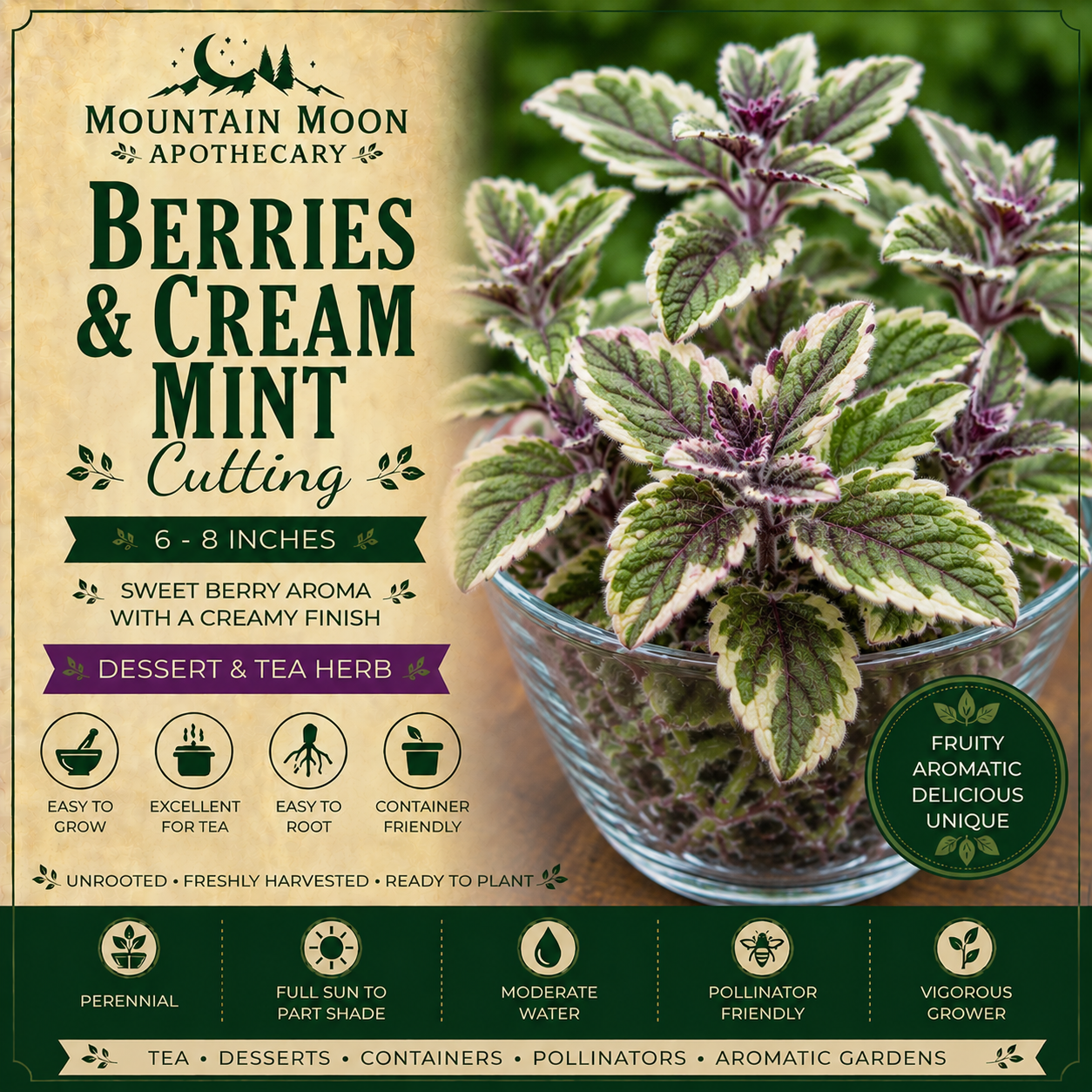 Berries & Cream Mint Cutting (Mentha 'Berries & Cream') - Live Herb Plant Starter
