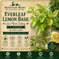 Everleaf Lemon Basil Cutting (Ocimum basilicum 'Everleaf Lemon') - Live Herb Plant Starter