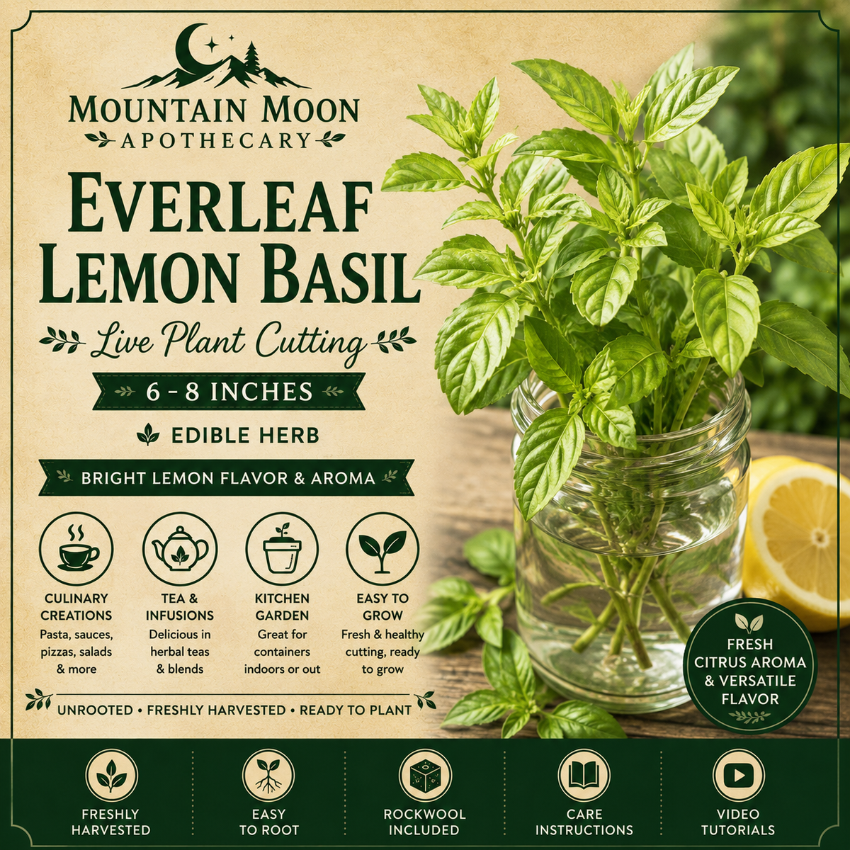 Everleaf Lemon Basil Cutting (Ocimum basilicum 'Everleaf Lemon') - Live Herb Plant Starter