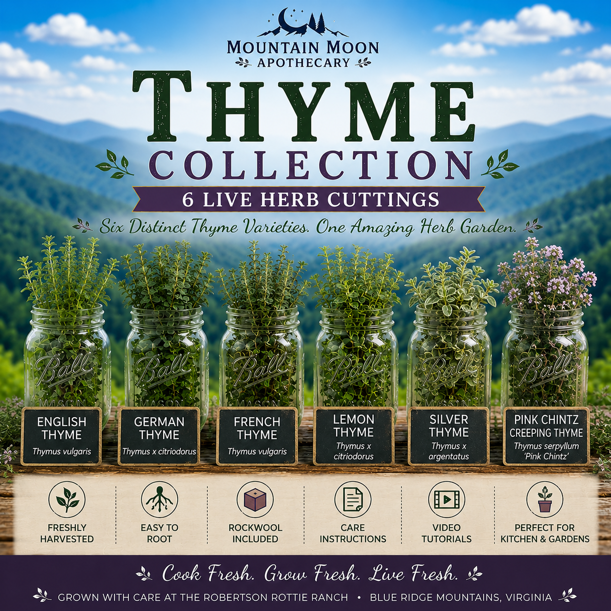 Thyme Collection - 6 Live Herb Cuttings | Culinary & Ornamental Thyme Garden Starter Collection
