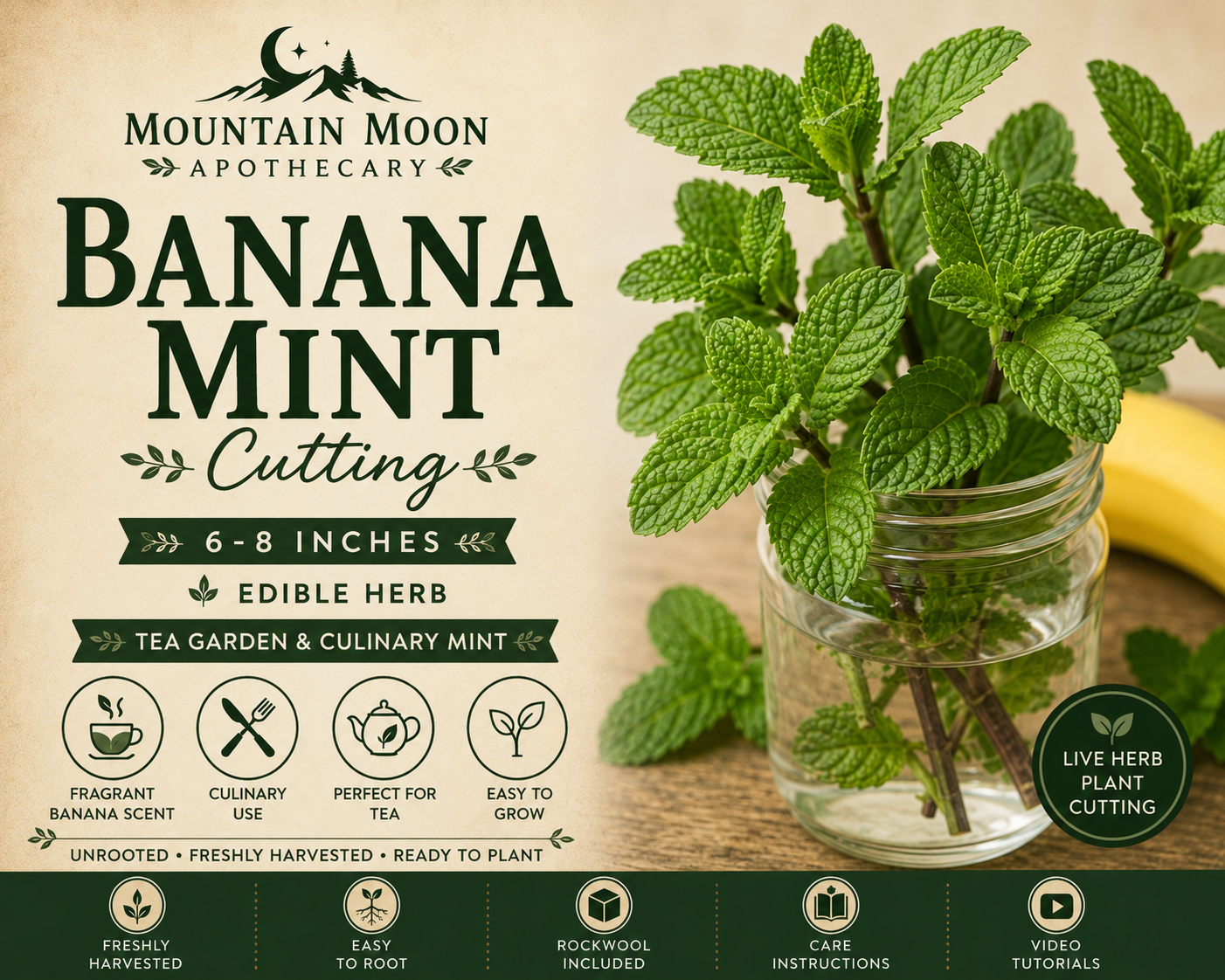 Banana Mint Cutting (Mentha arvensis 'Banana') - Live Herb Plant Starter
