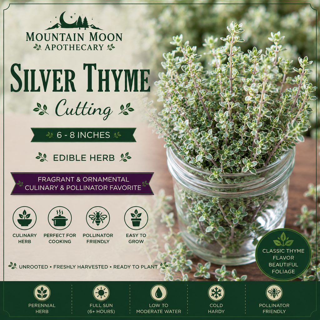 Silver Thyme Cutting (Thymus vulgaris 'Argenteus') - Live Herb Plant Starter