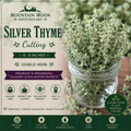 Silver Thyme Cutting (Thymus vulgaris 'Argenteus') - Live Herb Plant Starter
