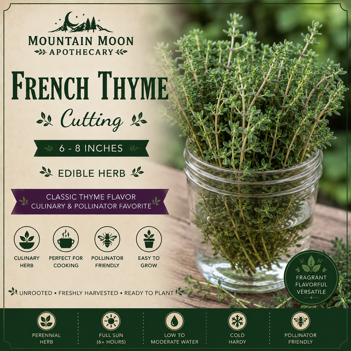 French Thyme Cutting (Thymus vulgaris 'French') - Live Herb Plant Starter