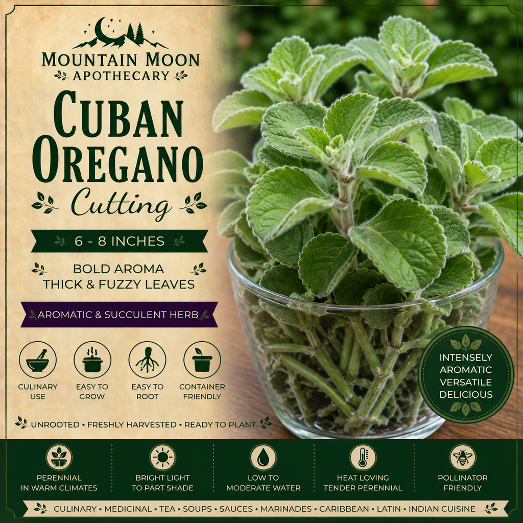Cuban Oregano Cutting (Plectranthus amboinicus) - Live Herb Plant Starter