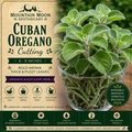 Cuban Oregano Cutting (Plectranthus amboinicus) - Live Herb Plant Starter