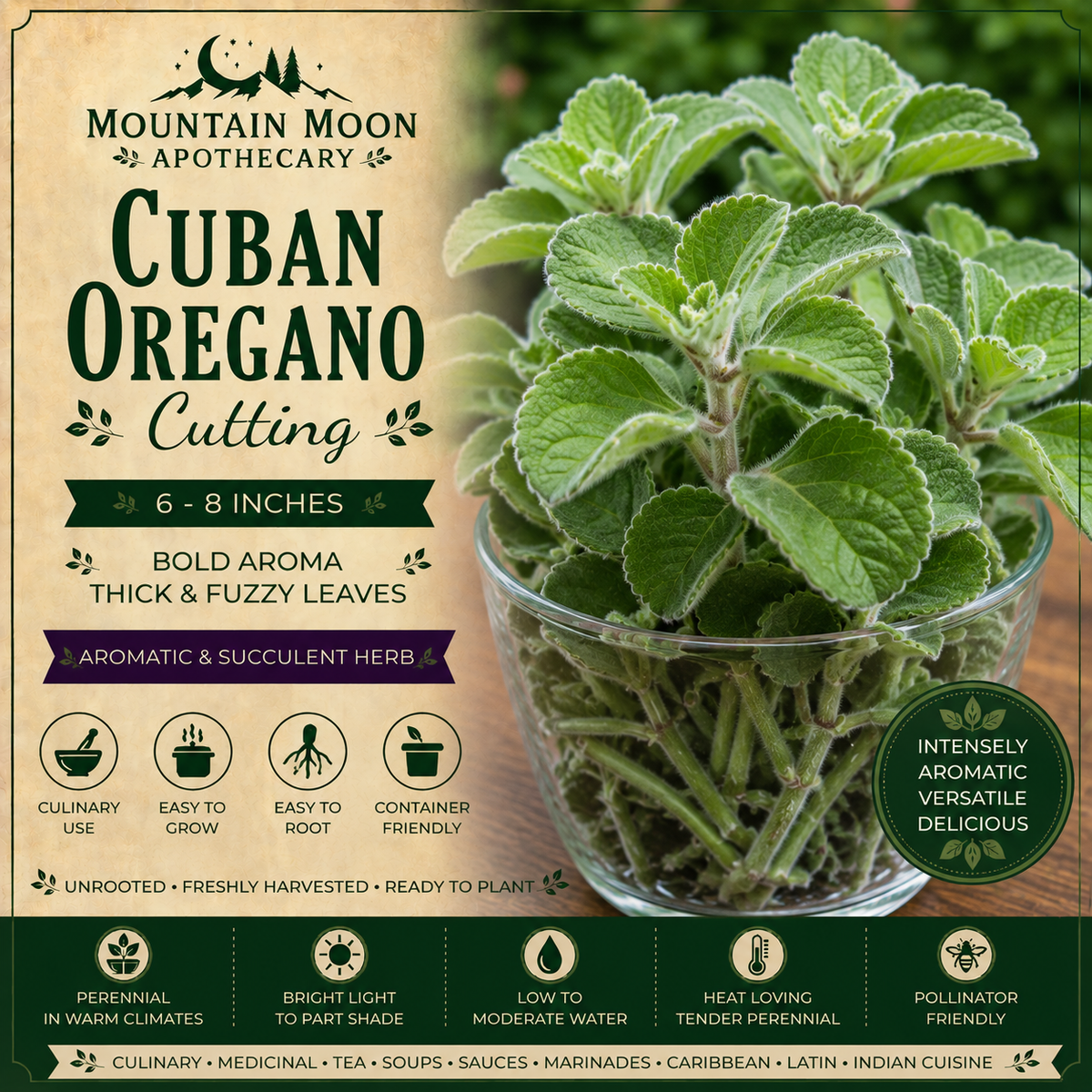 Cuban Oregano Cutting (Plectranthus amboinicus) - Live Herb Plant Starter