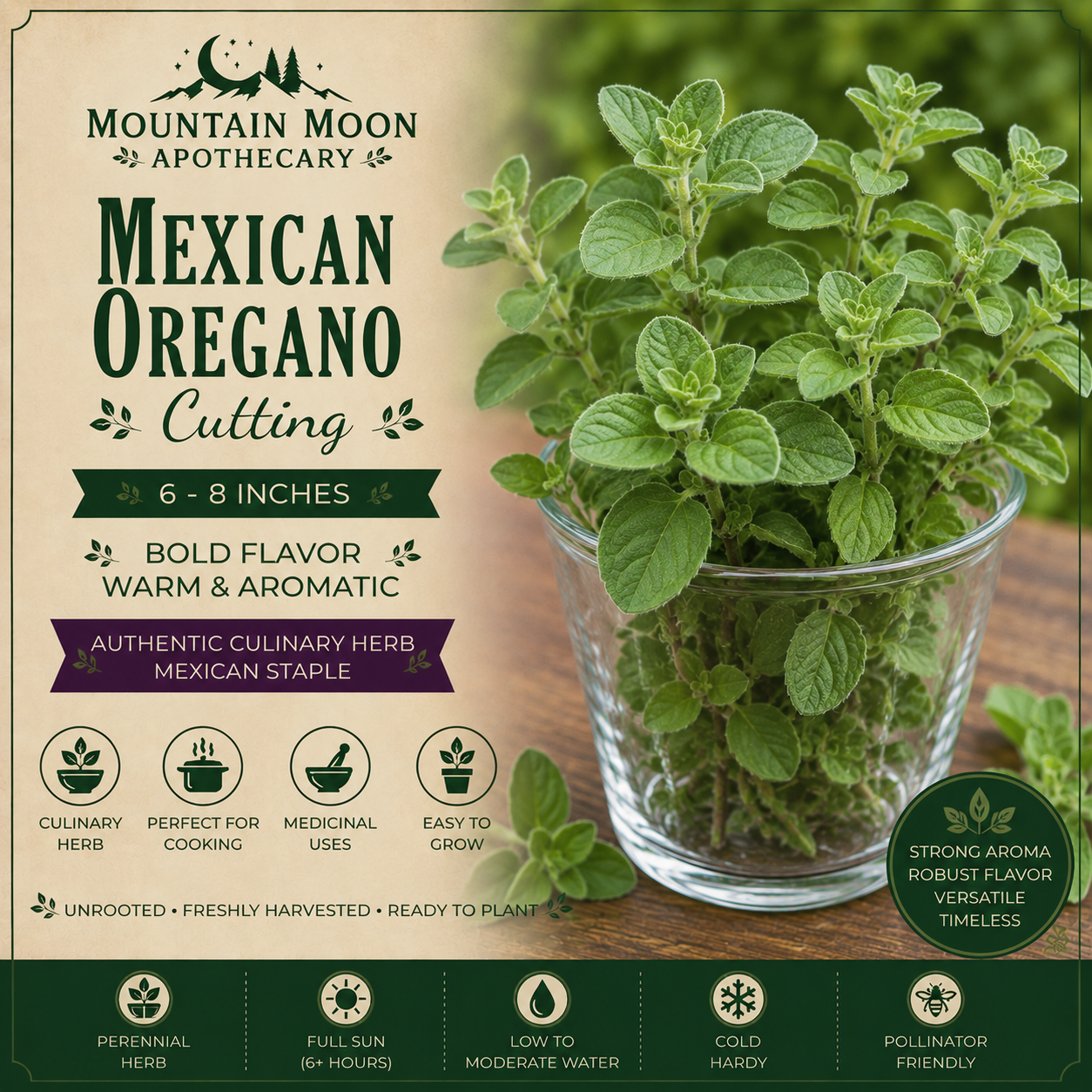 Mexican Oregano Cutting (Lippia graveolens) - Live Herb Plant Starter