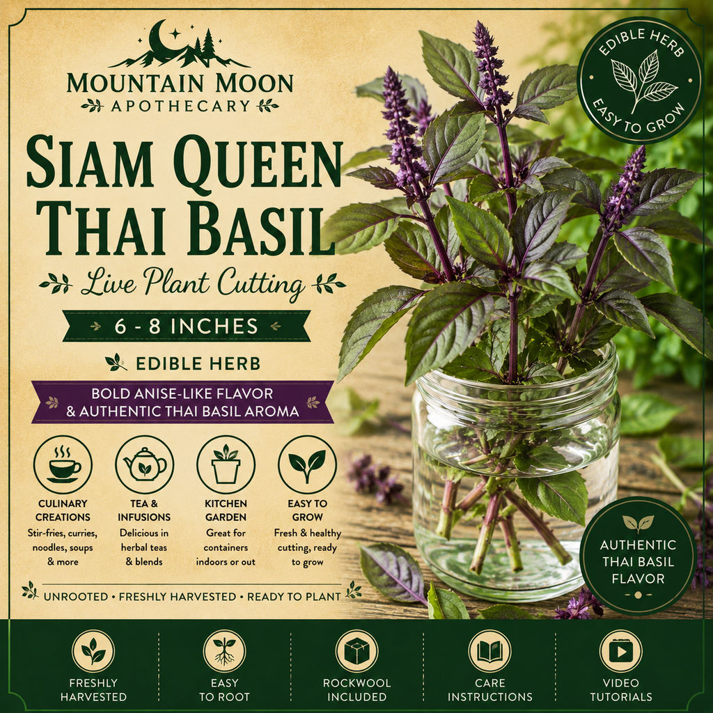 Siam Queen Thai Basil Cutting (Ocimum basilicum var. thyrsiflora 'Siam Queen') - Live Herb Plant Starter