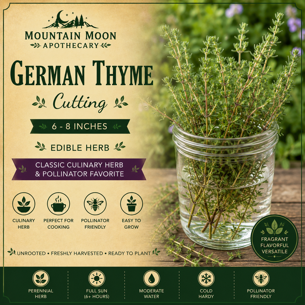 German Thyme Cutting (Thymus vulgaris 'German Winter') - Live Herb Plant Starter