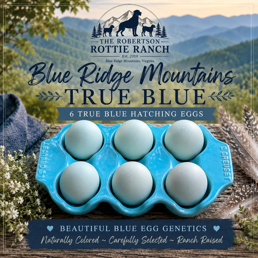 Blue Ridge True Blue | 6 Blue Egg Layer Hatching Eggs | Ameraucana & True Blue Project