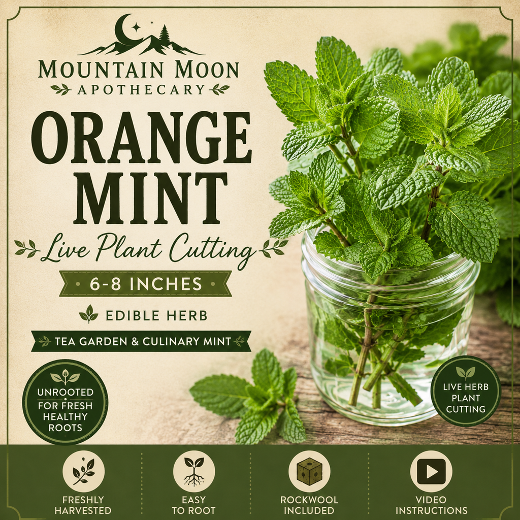 Orange Mint Cutting (Mentha × piperita f. citrata) - Live Herb Plant Starter
