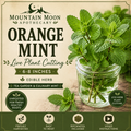 Orange Mint Cutting (Mentha × piperita f. citrata) - Live Herb Plant Starter