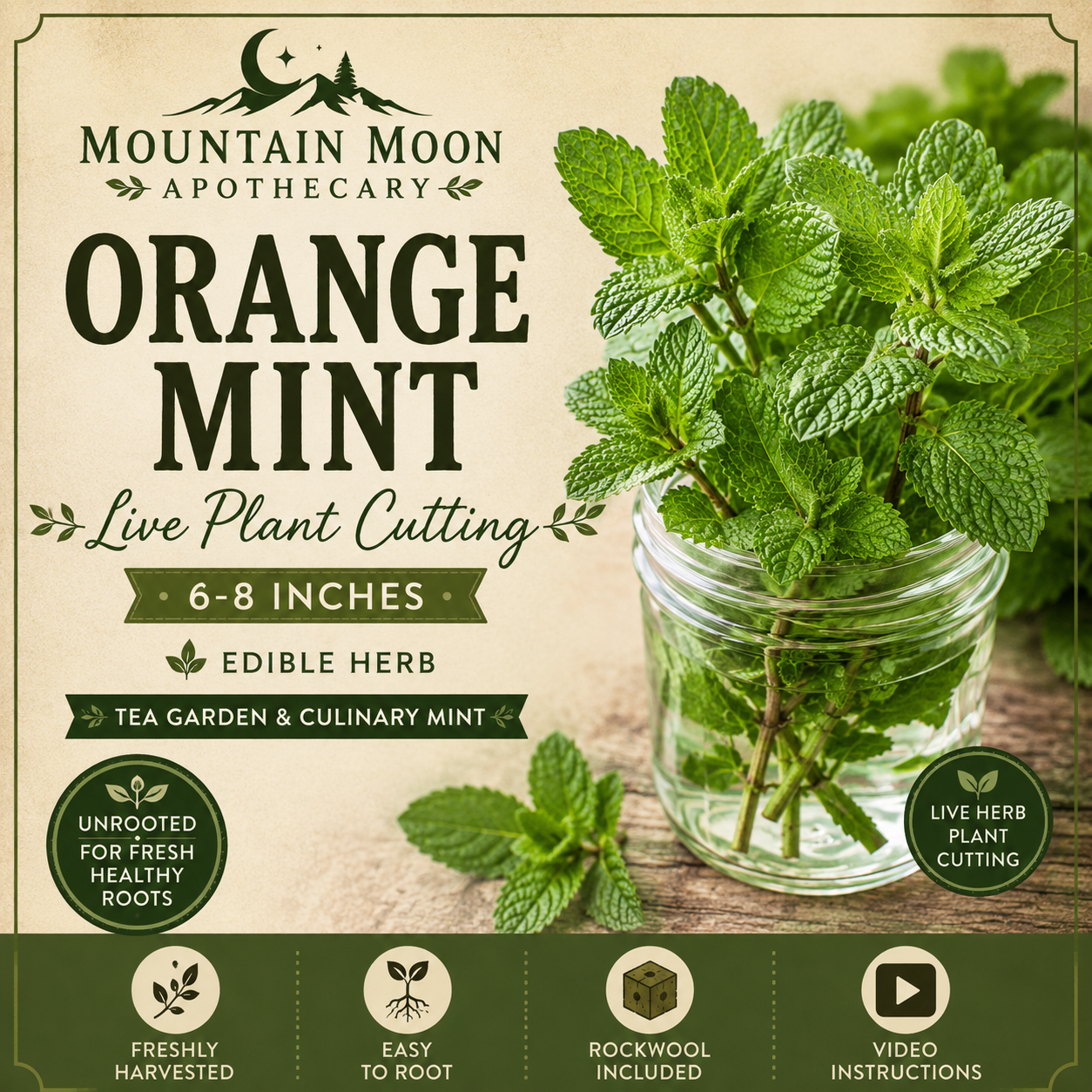 Orange Mint Cutting (Mentha × piperita f. citrata) - Live Herb Plant Starter
