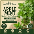 Apple Mint Cutting (Mentha suaveolens) - Live Herb Plant Starter