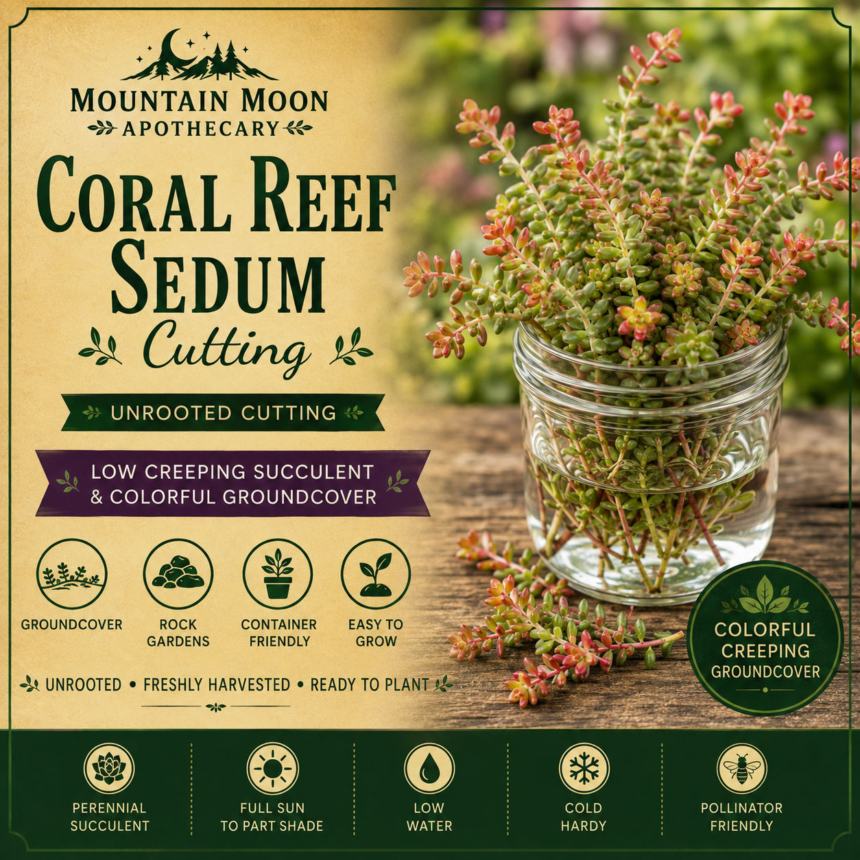 Coral Reef Sedum Cutting (Sedum tetractinum ‘Coral Reef’) - Live Plant Starter