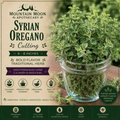 Syrian Oregano Cutting (Origanum syriacum) - Live Herb Plant Starter