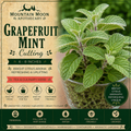 Grapefruit Mint Cutting (Mentha × piperita f. citrata 'Grapefruit') - Live Herb Plant Starter