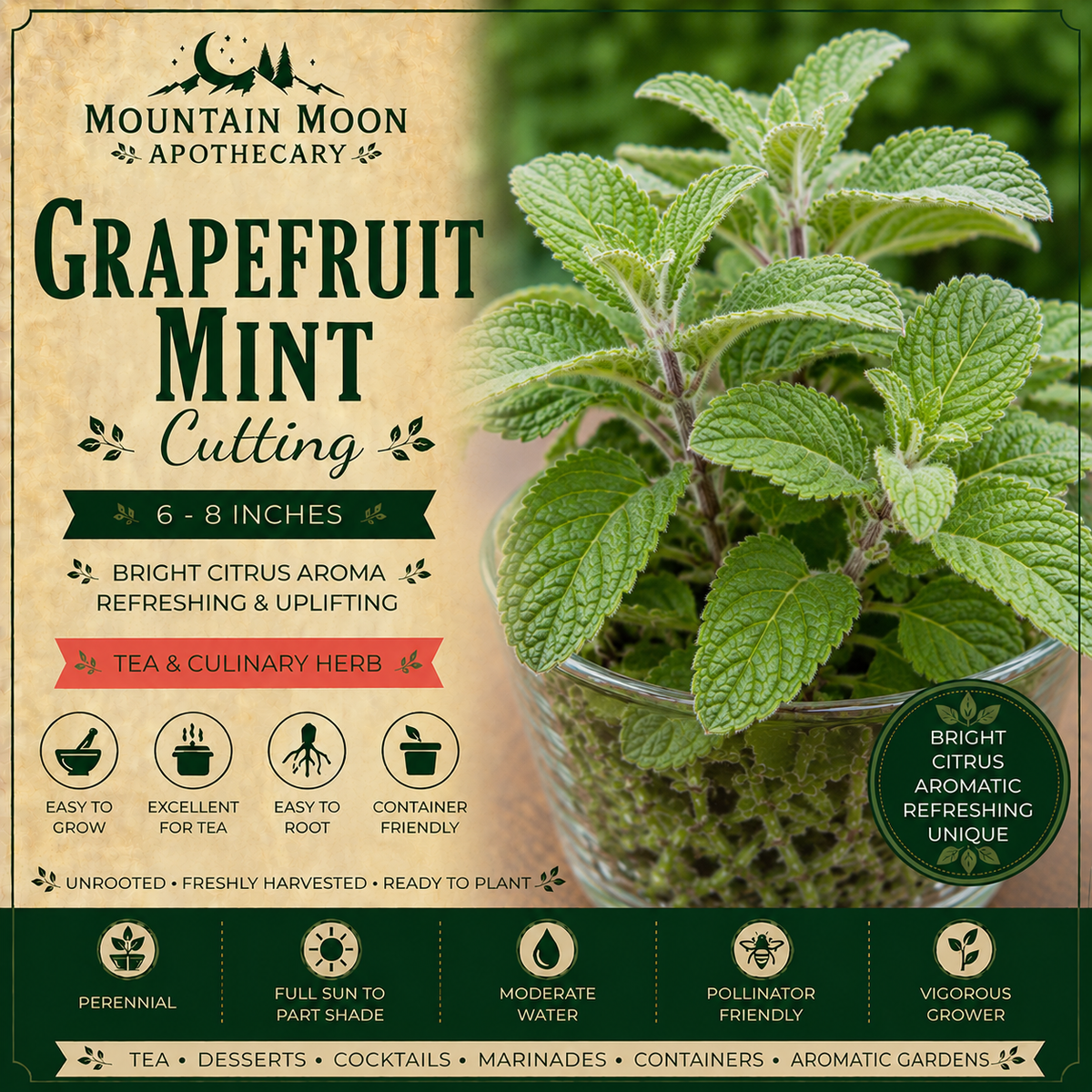 Grapefruit Mint Cutting (Mentha × piperita f. citrata 'Grapefruit') - Live Herb Plant Starter