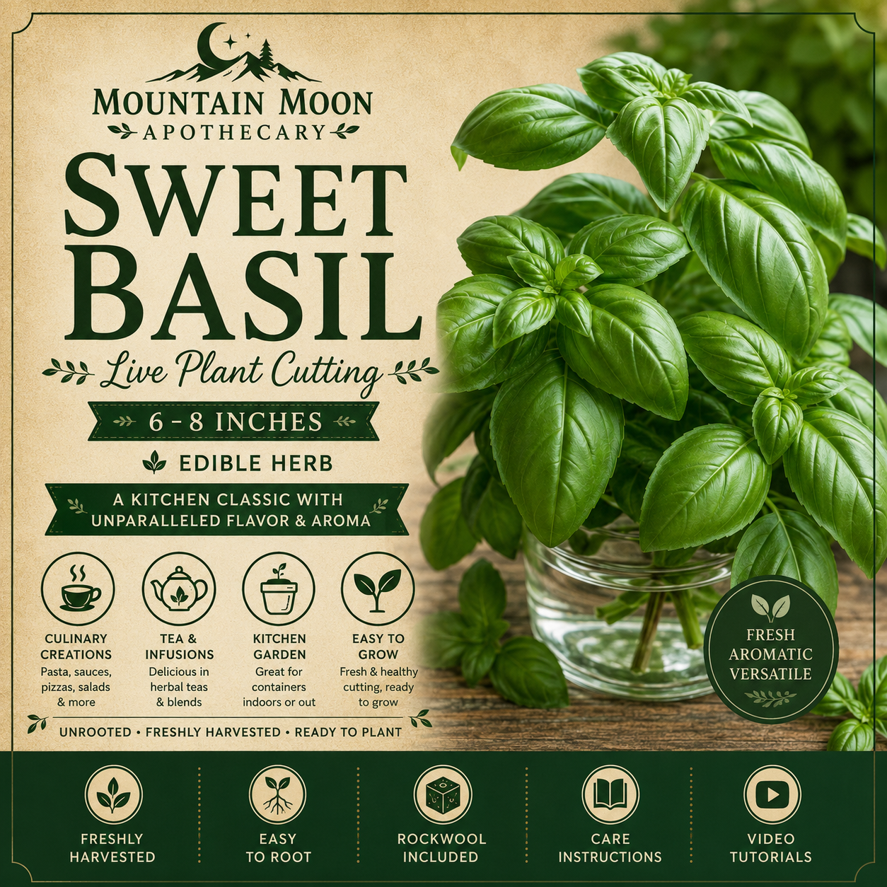 Sweet Basil Cutting (Ocimum basilicum) - Live Herb Plant Starter