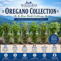 Oregano Collection - 6 Live Herb Cuttings | Greek, Italian, Syrian, Mexican, Hot & Spicy & Cuban Oregano