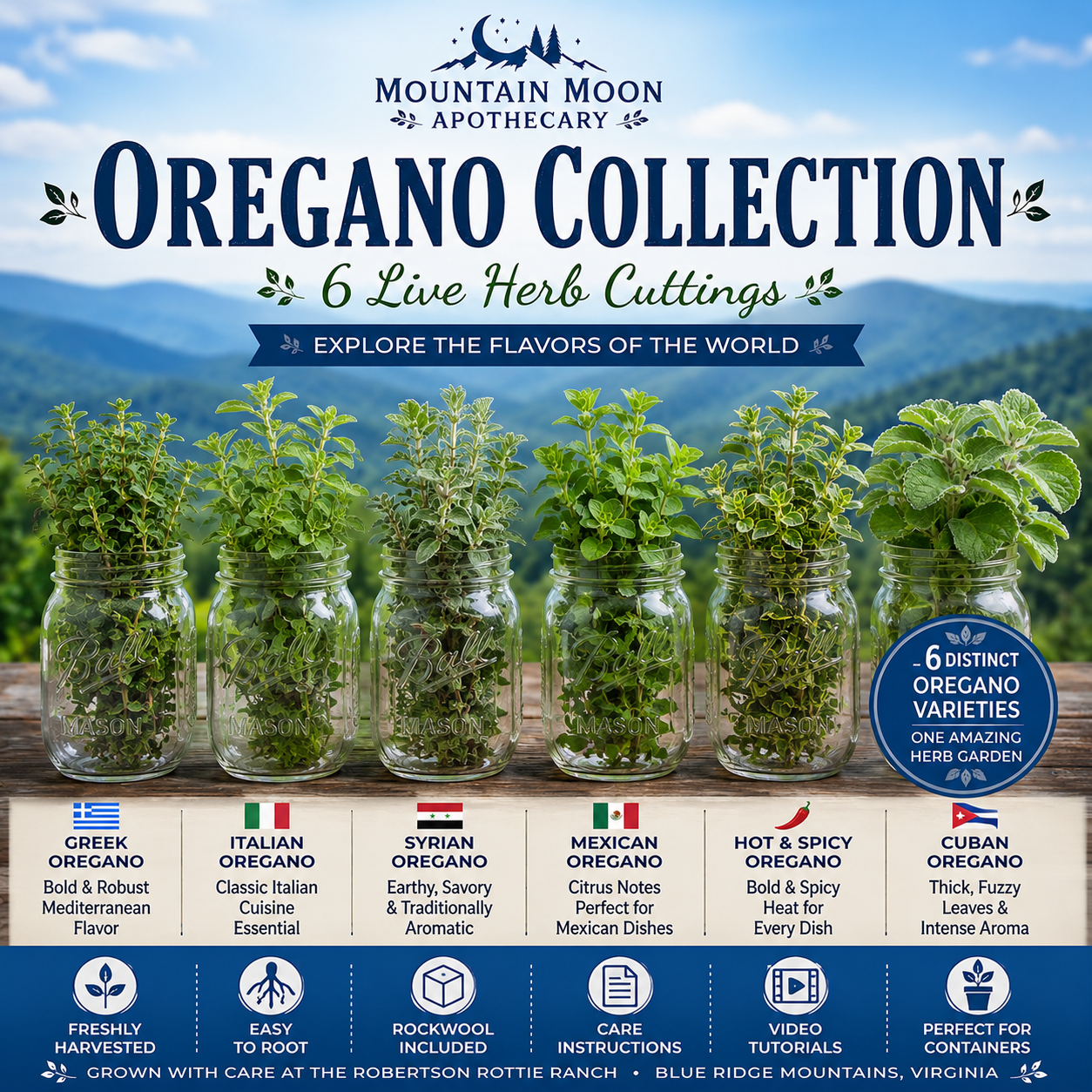 Oregano Collection - 6 Live Herb Cuttings | Greek, Italian, Syrian, Mexican, Hot & Spicy & Cuban Oregano