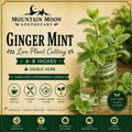Ginger Mint Live Plant Cutting (6-8") | Fresh Herb Starter