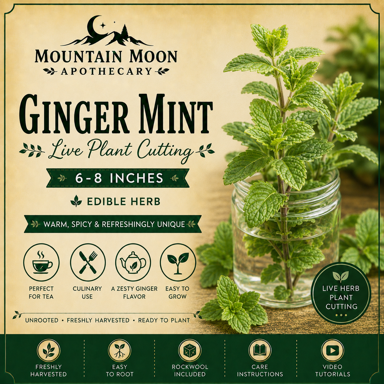 Ginger Mint Live Plant Cutting (6-8") | Fresh Herb Starter
