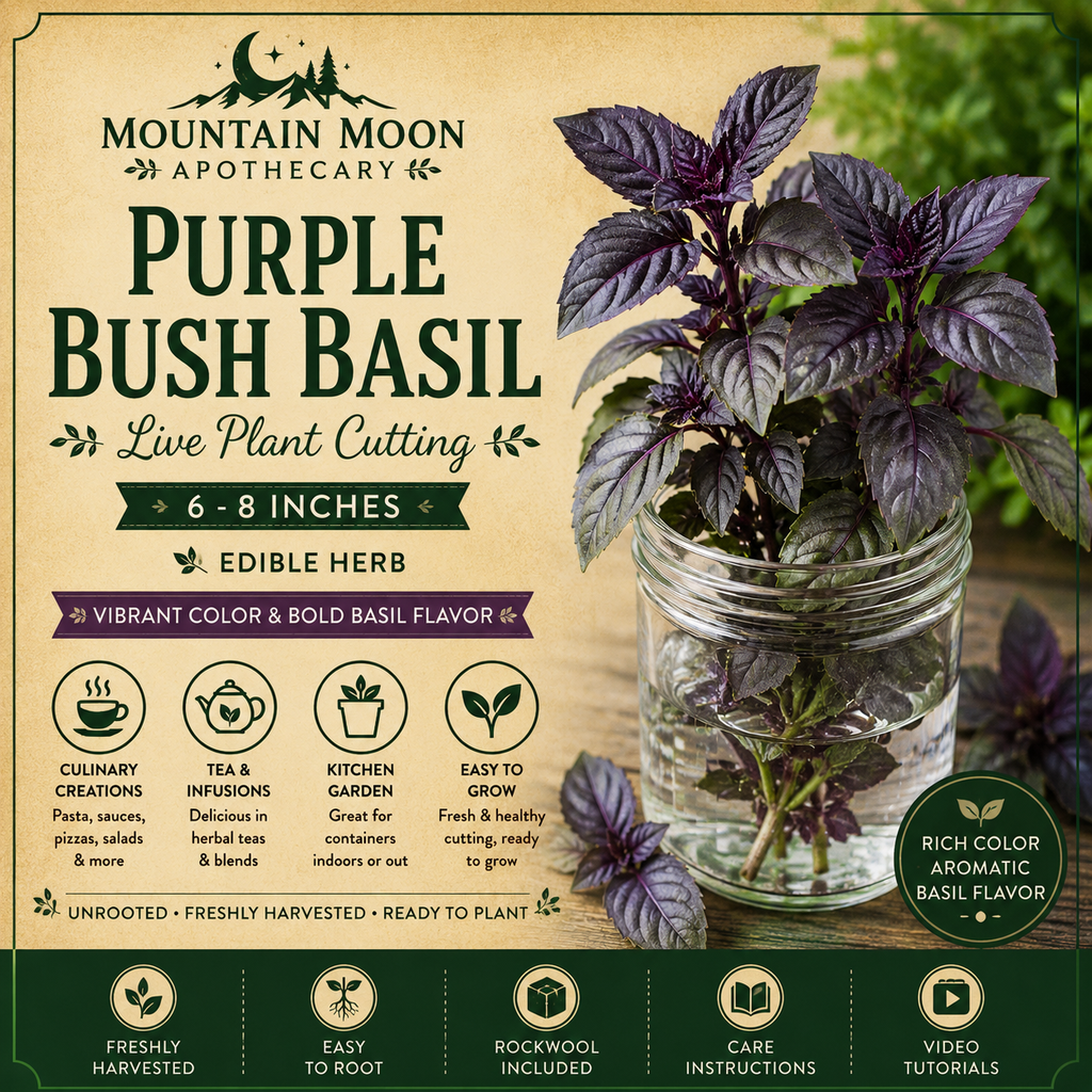Purple Bush Basil Cutting (Ocimum basilicum 'Purple Bush') - Live Herb Plant Starter