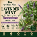 Lavender Mint Cutting (Mentha × piperita f. citrata 'Lavender') - Live Herb Plant Starter