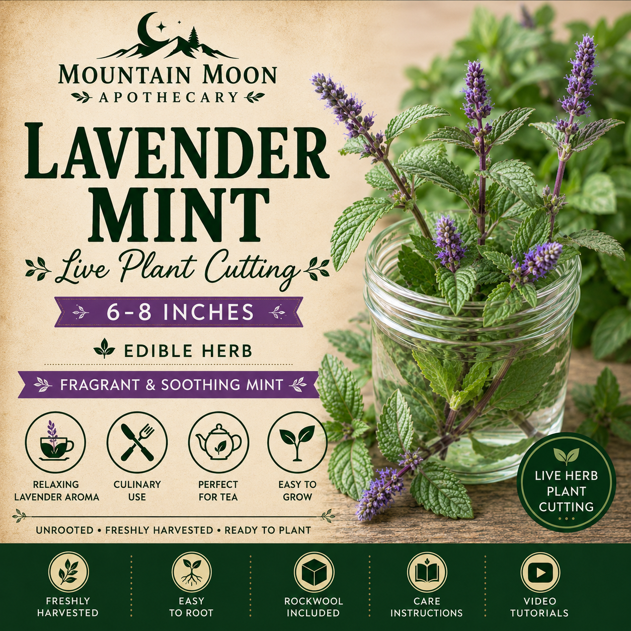 Lavender Mint Cutting (Mentha × piperita f. citrata 'Lavender') - Live Herb Plant Starter
