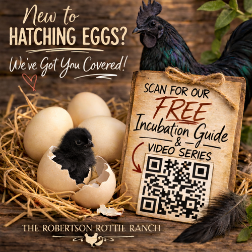 6 Ayam Cemani Hatching Eggs | Rare Fibromelanistic Black Chicken Project