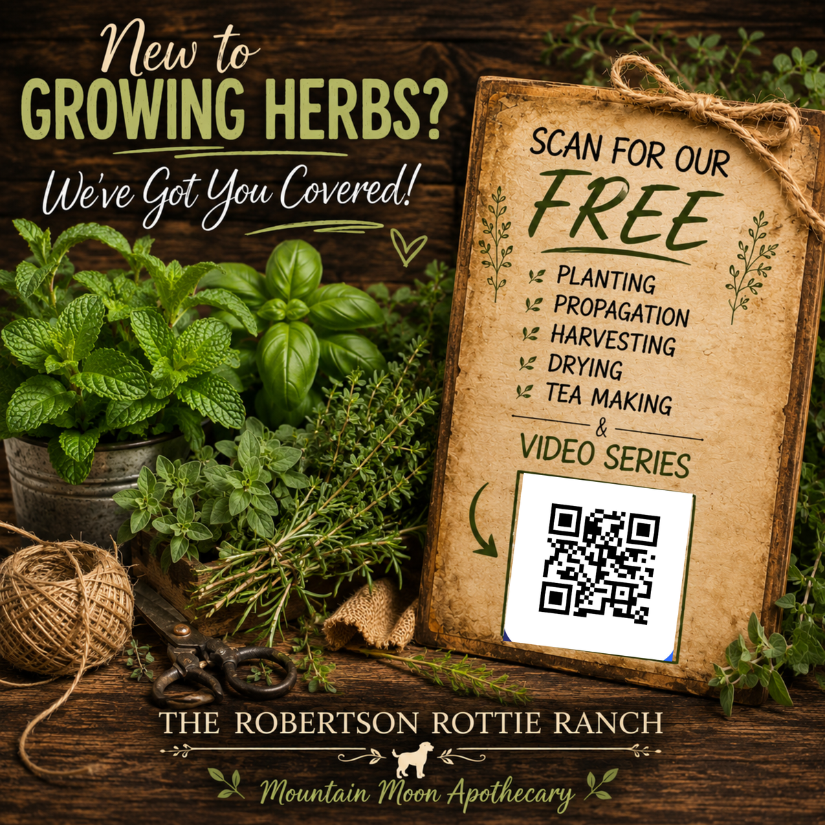 Banana Mint Cutting (Mentha arvensis 'Banana') - Live Herb Plant Starter