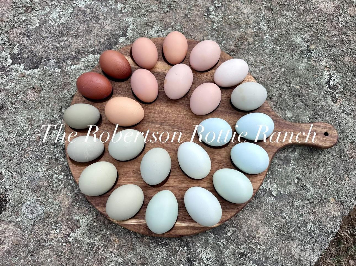 12 Rainbow Chicken Hatching Eggs | Ameraucana, Legbar, Olive Eggers