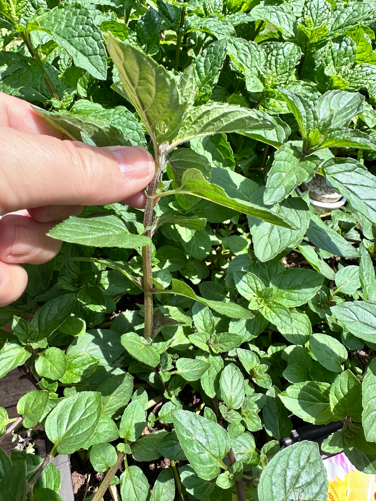 Chocolate Mint Cutting (Mentha × piperita f. citrata) - Live Herb Plant Starter