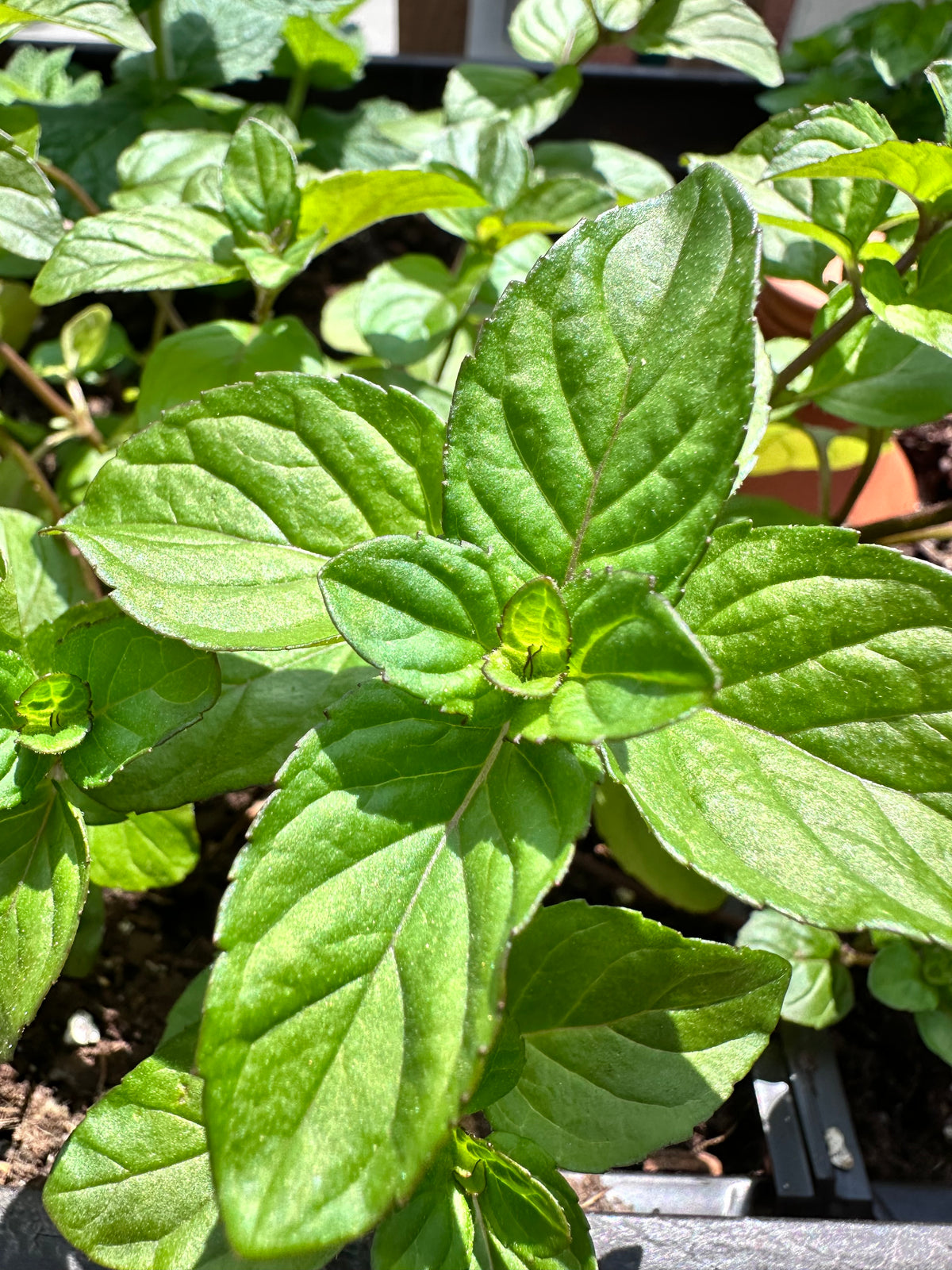Chocolate Mint Cutting (Mentha × piperita f. citrata) - Live Herb Plant Starter