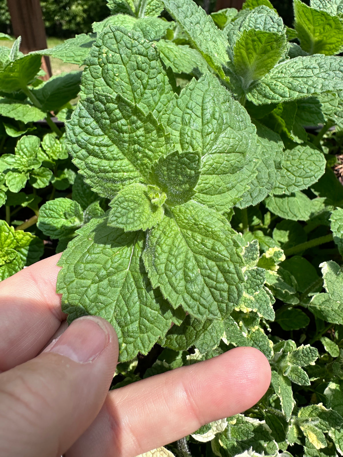 Apple Mint Cutting (Mentha suaveolens) - Live Herb Plant Starter