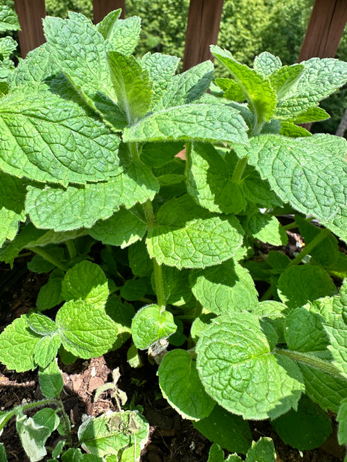 Apple Mint Cutting (Mentha suaveolens) - Live Herb Plant Starter