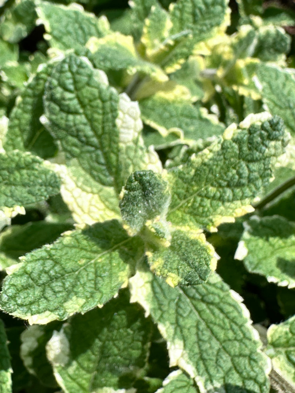 Pineapple Mint Cutting (Mentha suaveolens 'Variegata') - Live Herb Plant Starter