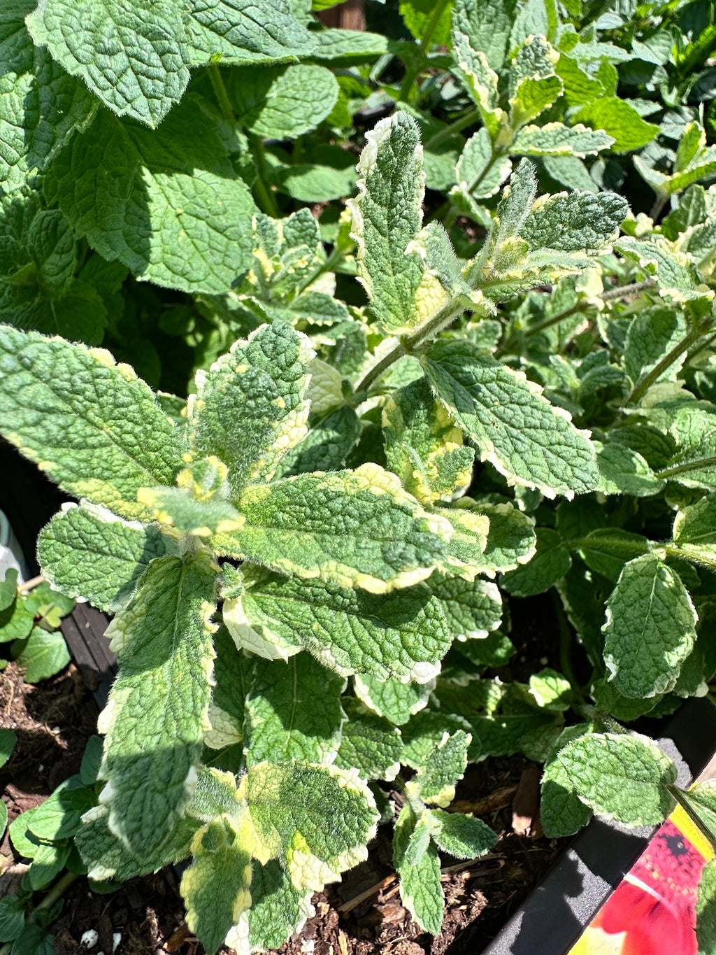 Pineapple Mint Cutting (Mentha suaveolens 'Variegata') - Live Herb Plant Starter