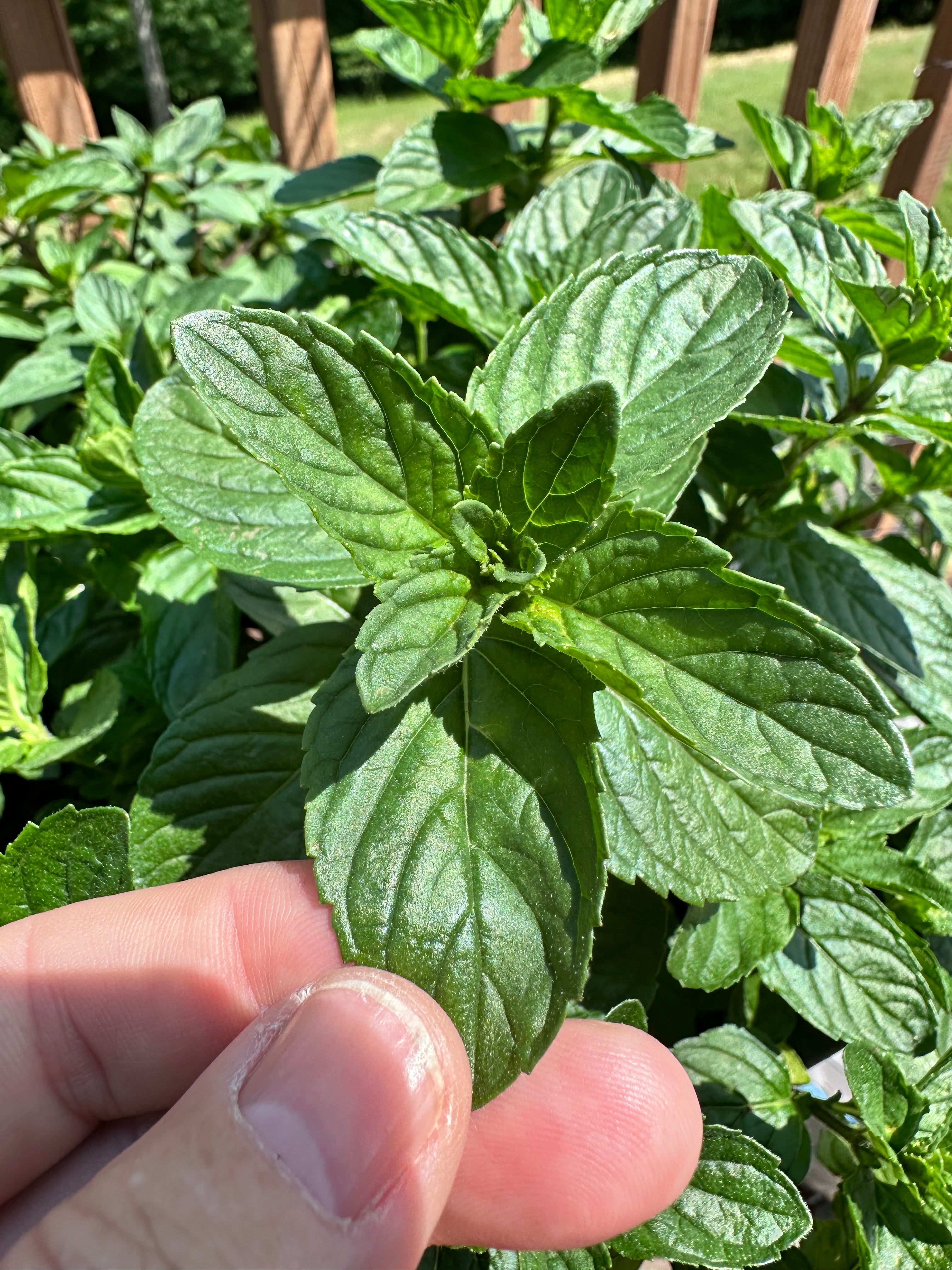 Egyptian Mint Cutting (Mentha niliaca) - Live Herb Plant Starter