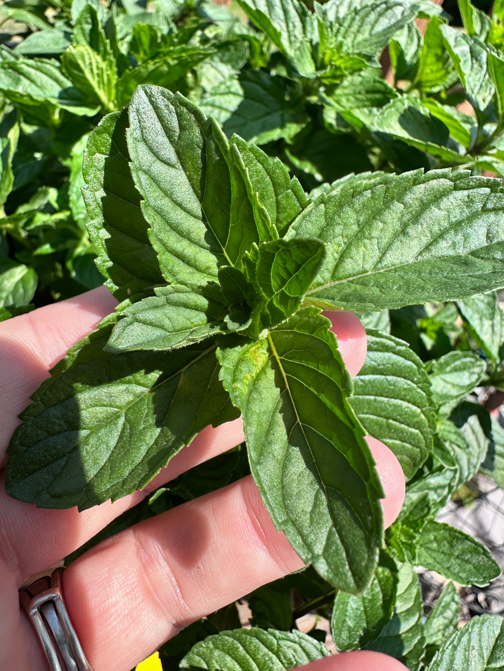 Spearmint Cutting (Mentha spicata) - Live Herb Plant Starter