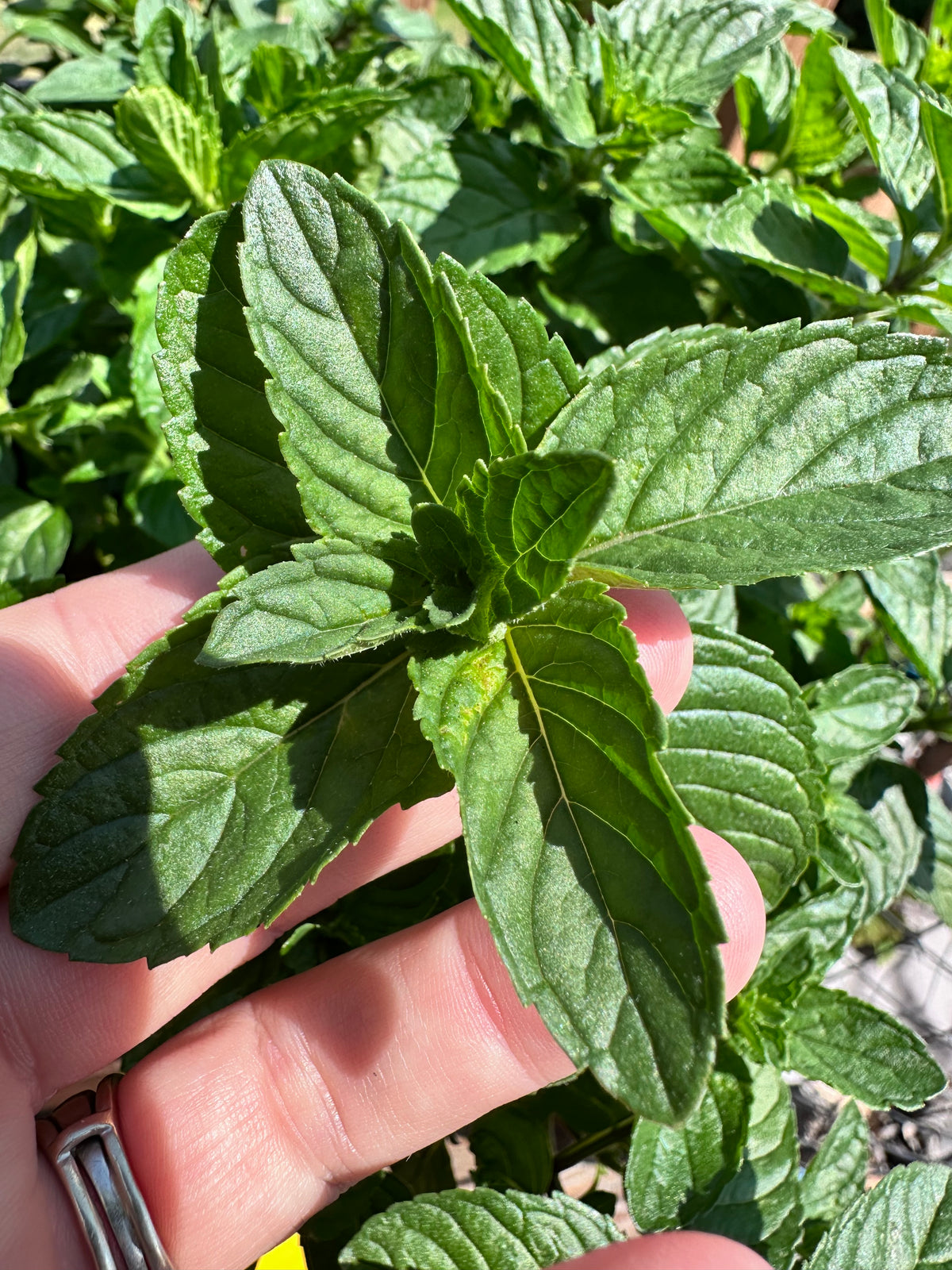 Spearmint Cutting (Mentha spicata) - Live Herb Plant Starter